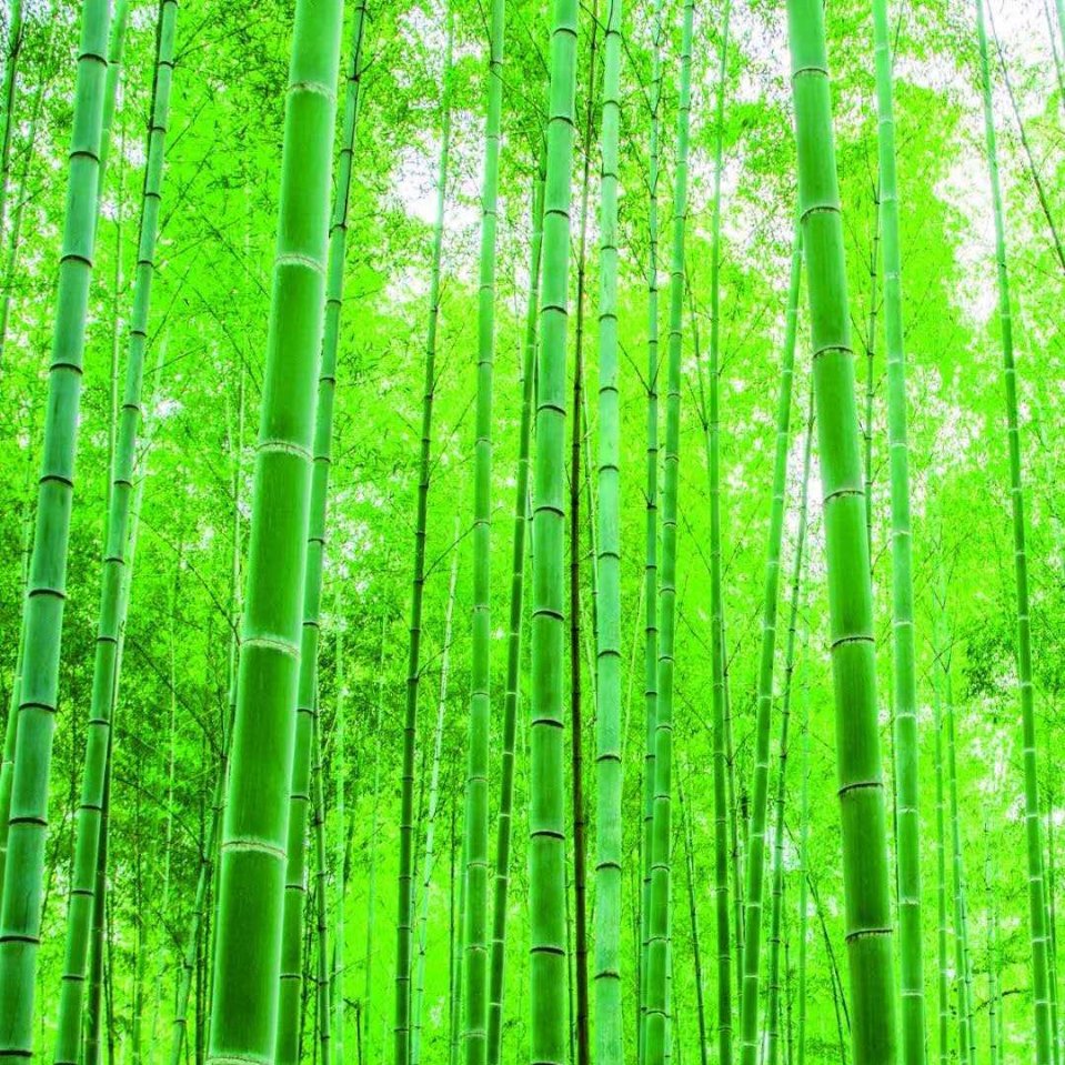 国学能量画（电子版本）